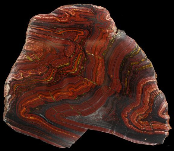 Polished Tiger Iron Stromatolite - ( Billion Years) #46650